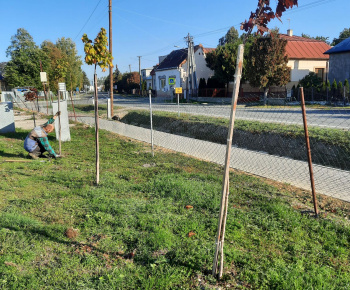 Aktuality / Revitalizácia verejnej zelene v obci Palín - foto