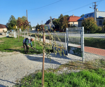 Aktuality / Revitalizácia verejnej zelene v obci Palín - foto
