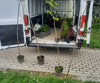 Aktuality / Zveľadenie a výsadba drevín na verejnom priestranstve  - foto
