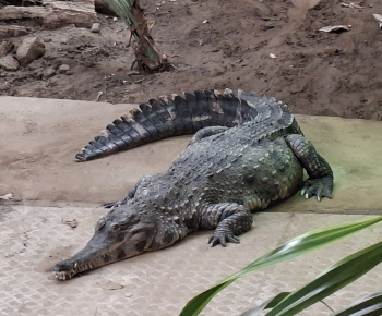 Aktuality / Zájazd do ZOO Nyíregyháza - foto