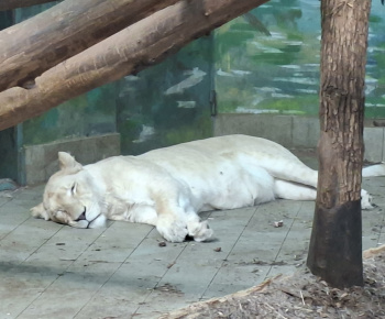 Aktuality / Zájazd do ZOO Nyíregyháza - foto
