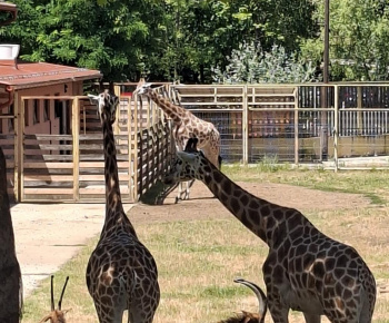 Aktuality / Zájazd do ZOO Nyíregyháza - foto