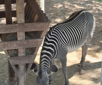 Aktuality / Zájazd do ZOO Nyíregyháza - foto