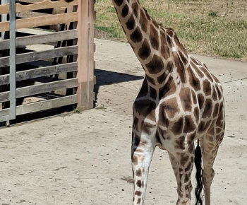 Aktuality / Zájazd do ZOO Nyíregyháza - foto