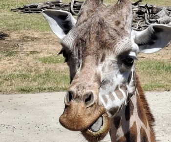 Aktuality / Zájazd do ZOO Nyíregyháza - foto