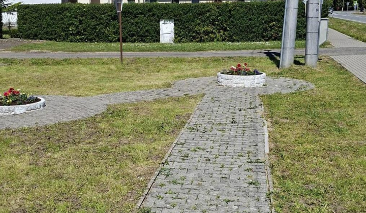 Výsadba pestrofarebných letničiek