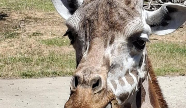 Zájazd do ZOO Nyíregyháza